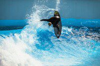 Advanced surfer riding a high-performance wave at The Point Surf Park in Fellsmere, Florida